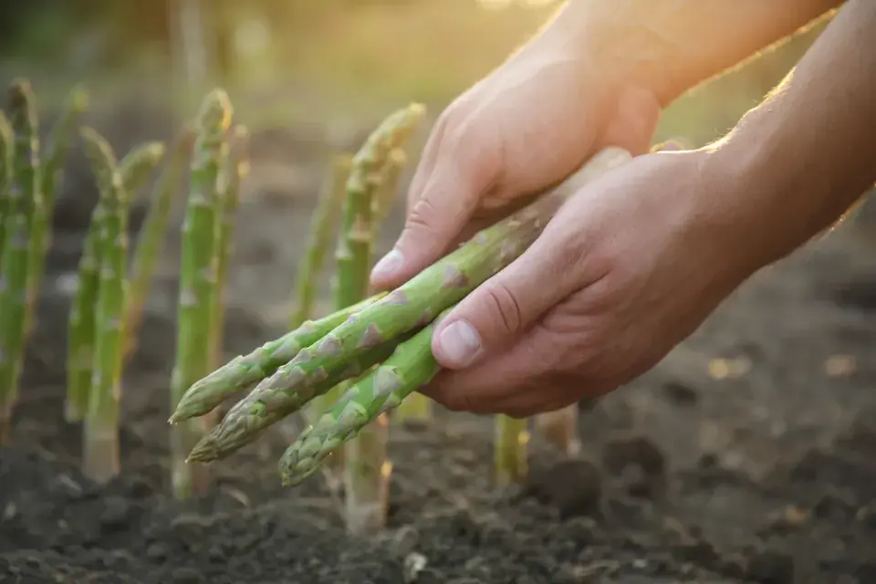 Chřest lékařský (Asparagus officinalis)