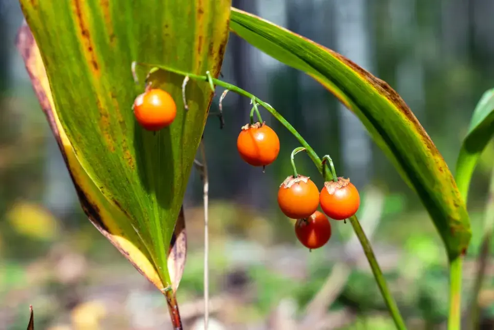 Konvalinka vonná (Convallaria majalis)