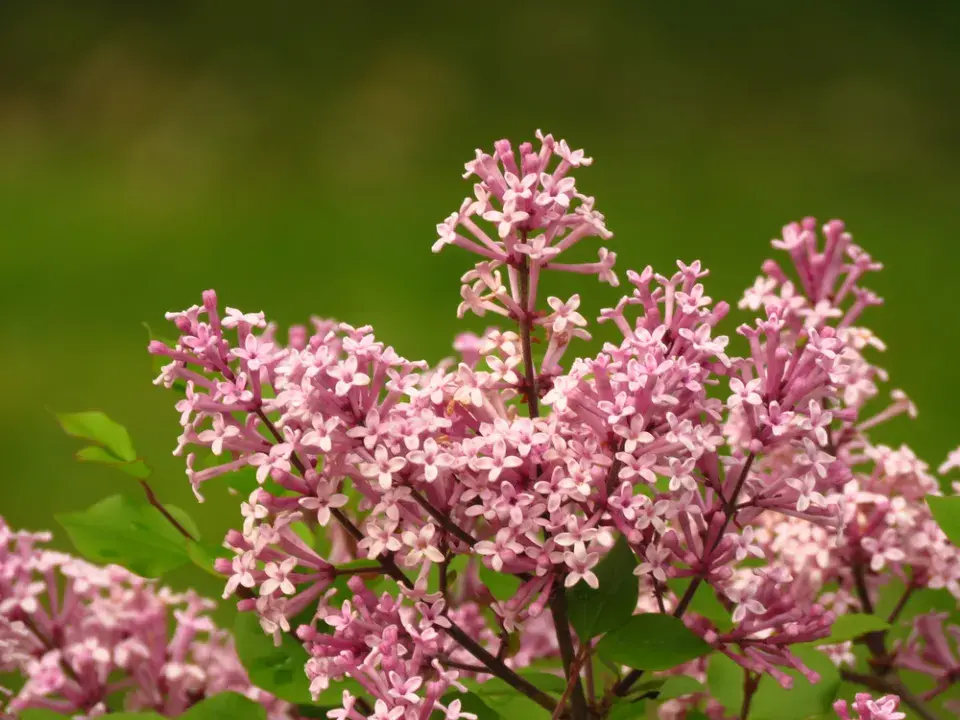 Šeřík karpatský, šeřík maďarský (Syringa josikaea)