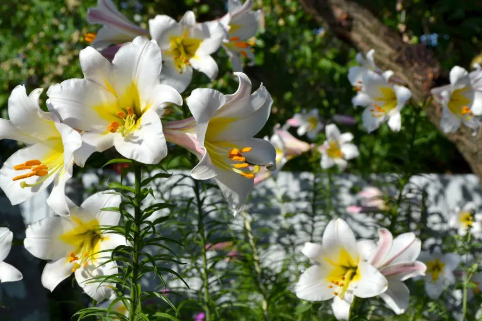 Lilie královská (Lilium regale) 