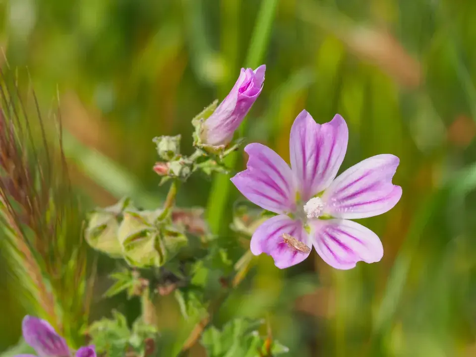 Sléz přehlížený (Malva neglecta)