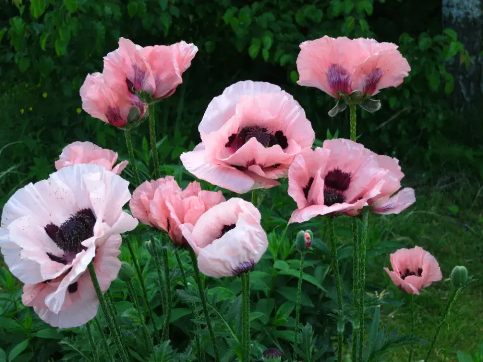 Mák východní (Papaver orientale)