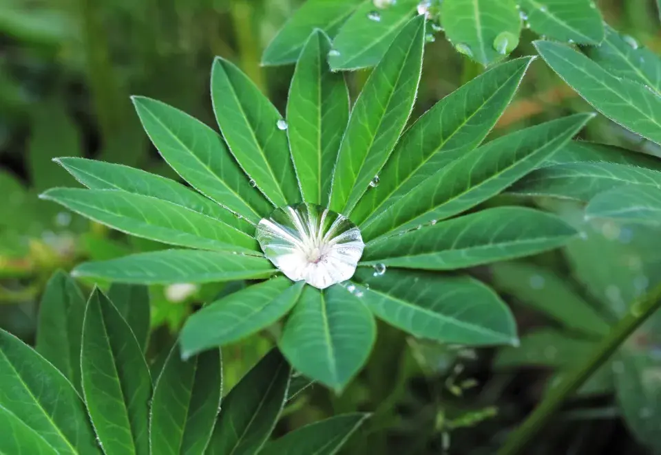 Lupina má dekorativní i listy