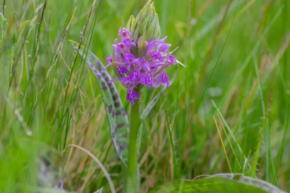 Prstnatec májový (Dactylorhiza majalis)
