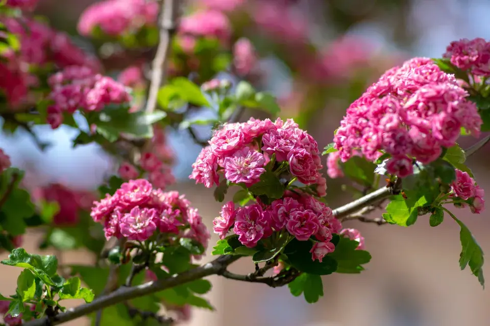 Květy hlohu kultivar ´Paul´s Scarlet´