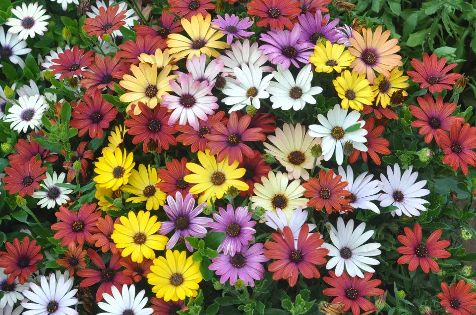 Kapská kopretina neboli osteospermum
