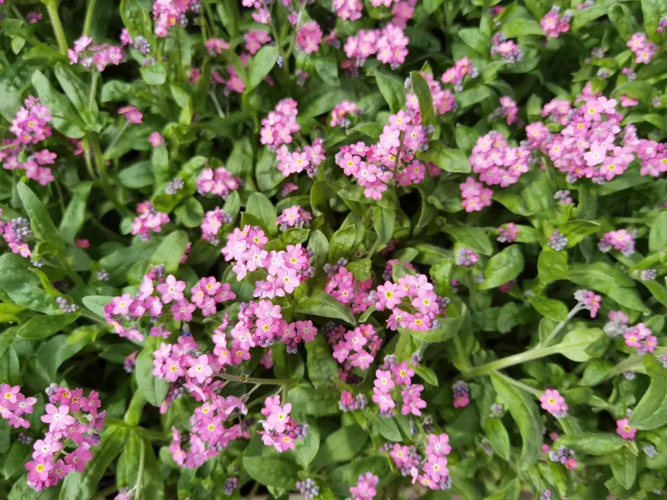 Růžově kvetoucí pomněnka