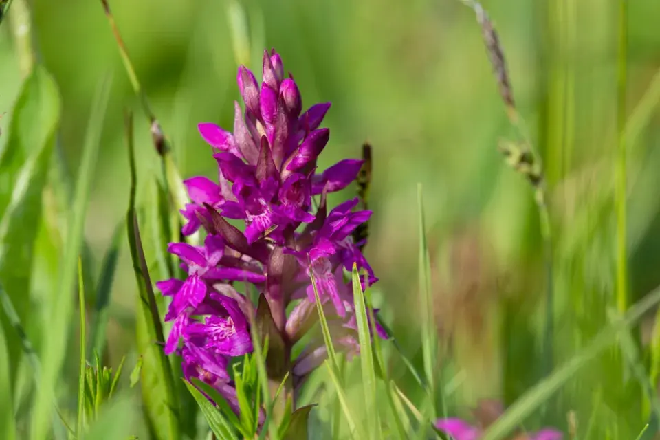 Prstnatec májový (Dactylorhiza majalis)