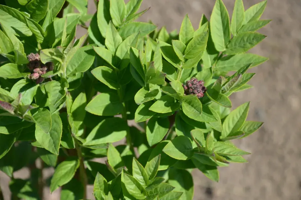 Třemdava bílá (Dictamnus albus) 