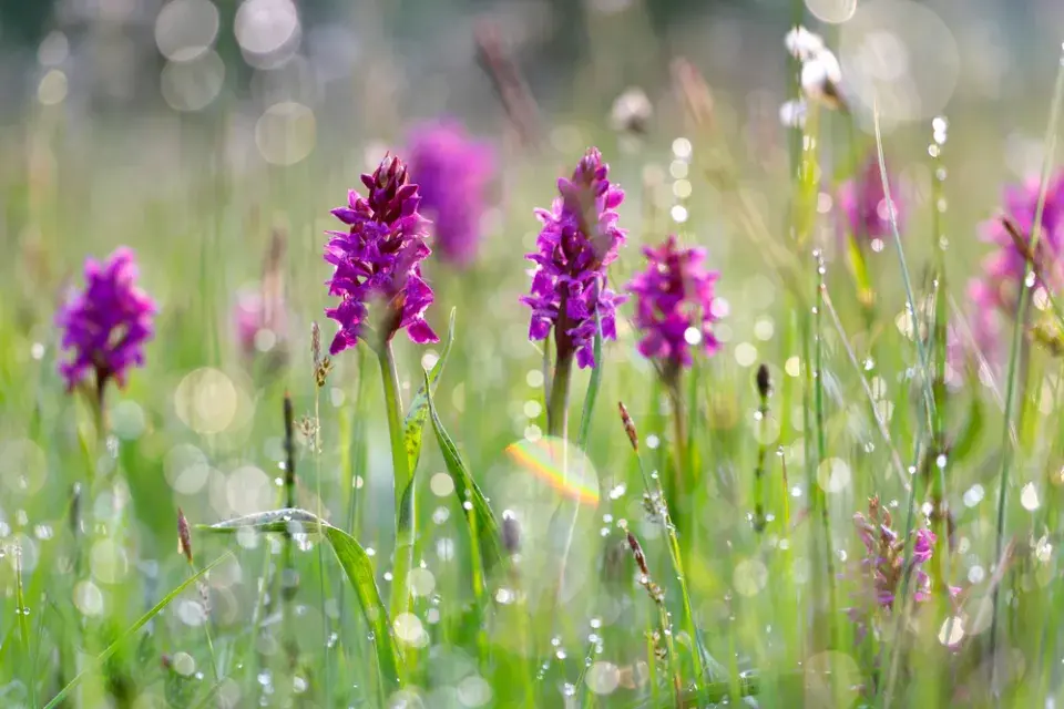 Prstnatec májový (Dactylorhiza majalis)