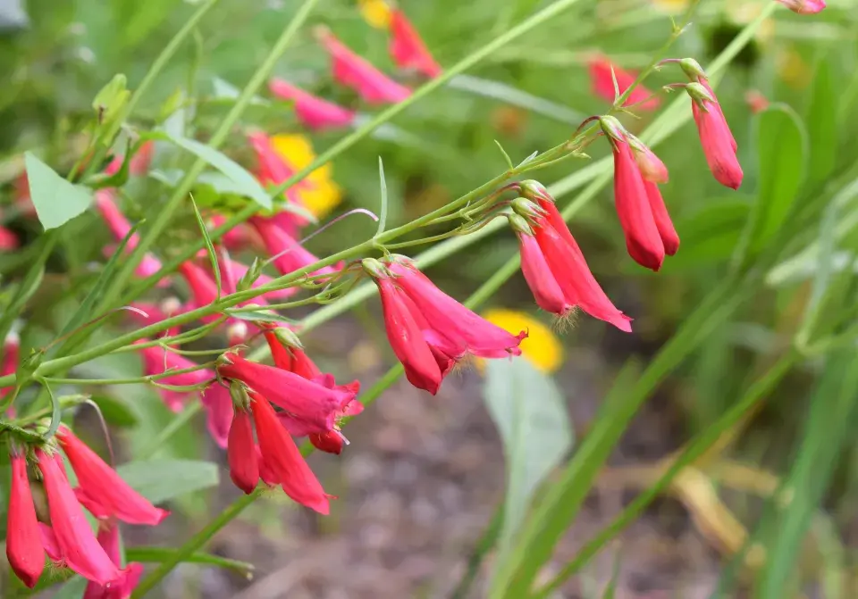 Dračík neboli Penstemon