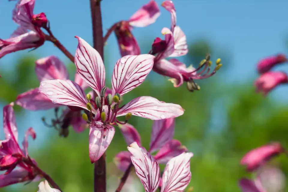 Třemdava bílá (Dictamnus albus) 