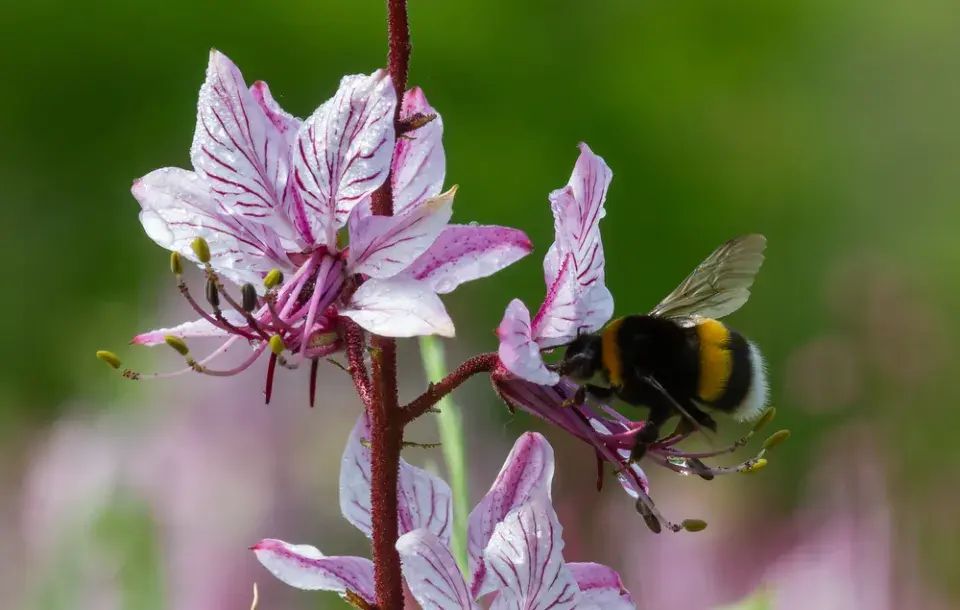 Třemdava bílá (Dictamnus albus) 