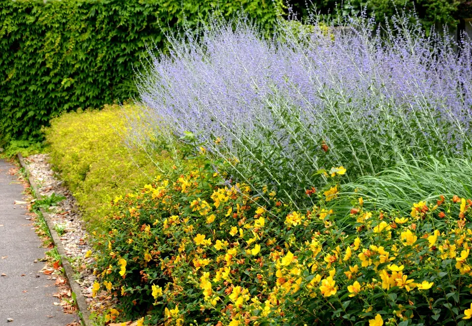 Perovskie lebedolistá