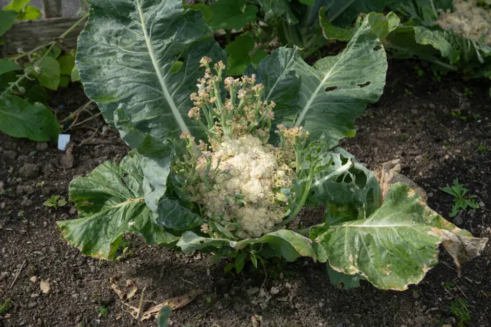 Květák (Brassica oleracea convar.botrytis)