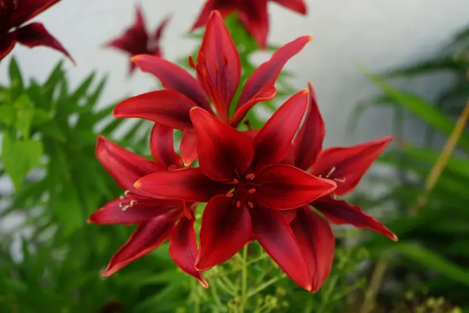 Červenobílé rostliny