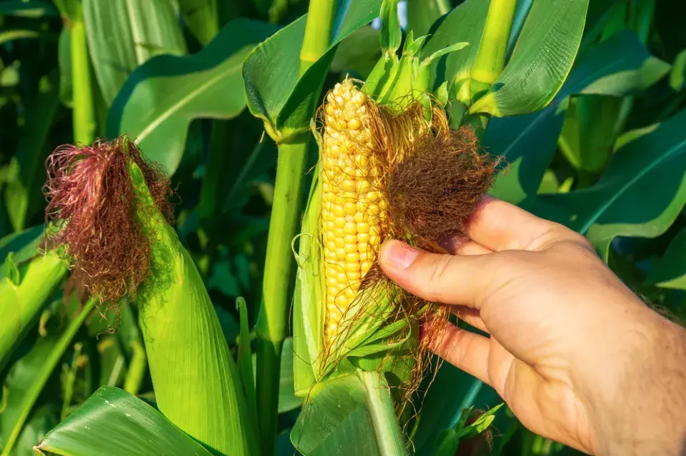 Kukuřice cukrová (Zea mays var. saccharata) 