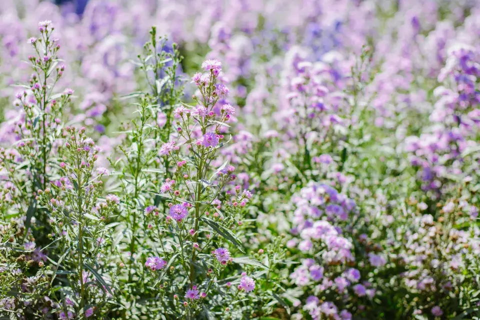 Hvězdnice vřesovcová