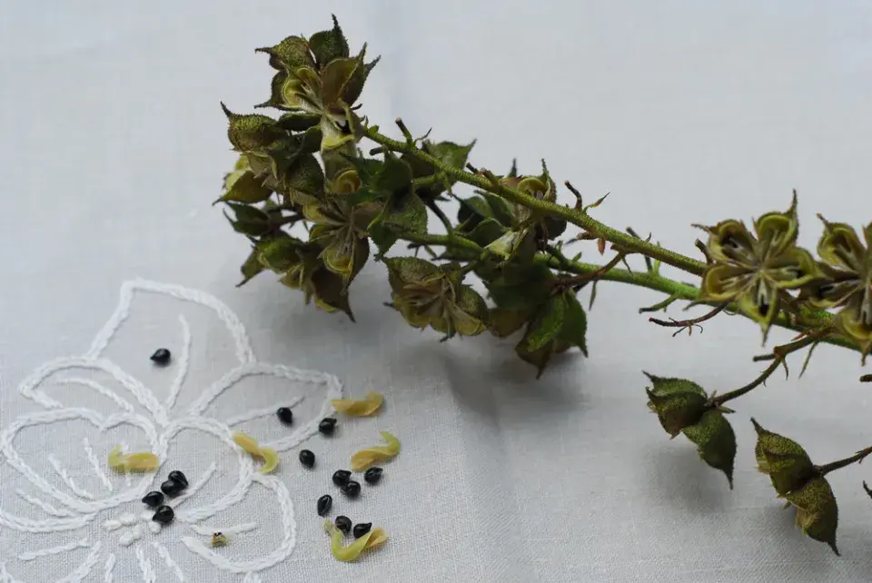 Třemdava bílá (Dictamnus albus) 