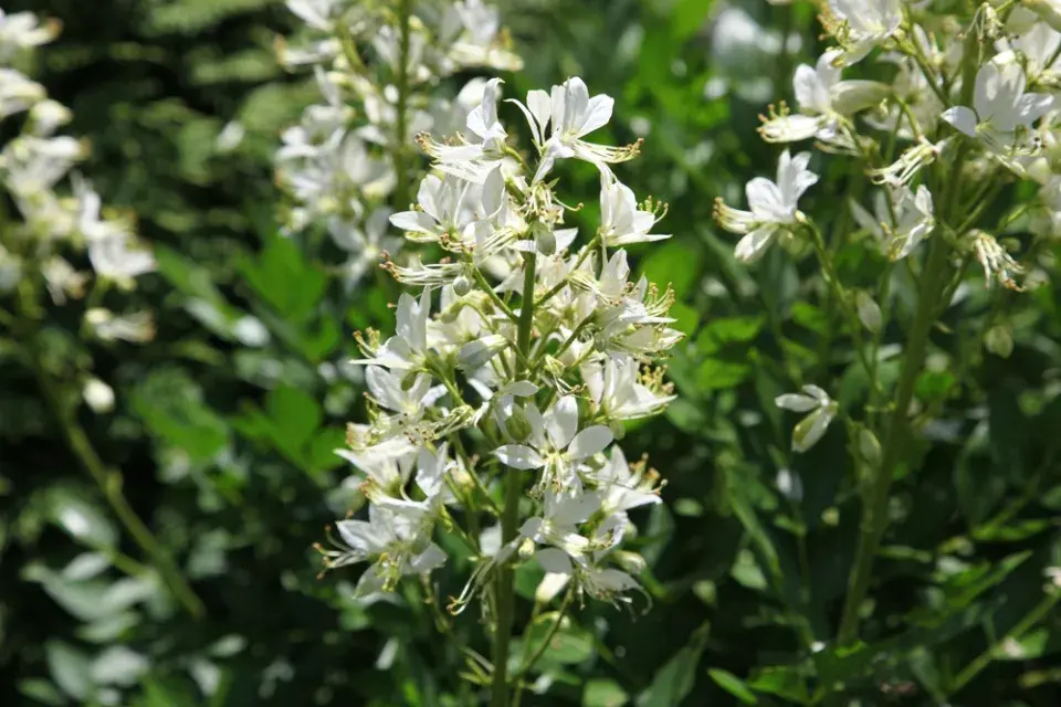 Třemdava bílá (Dictamnus albus) 