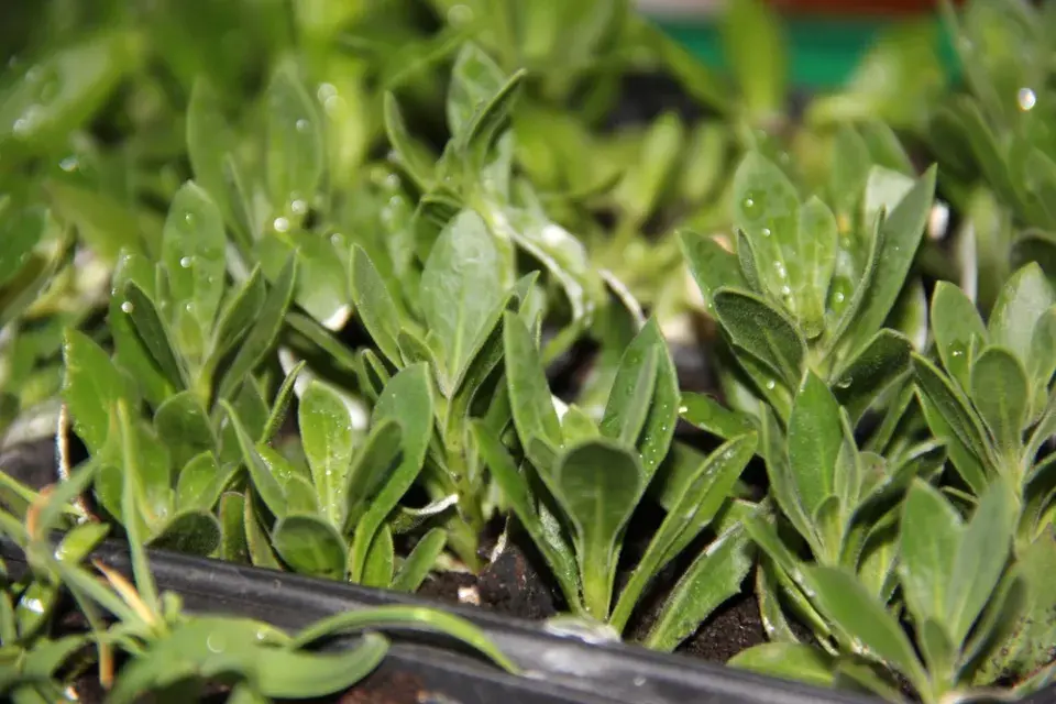 Paprskovka (Osteospermum) 