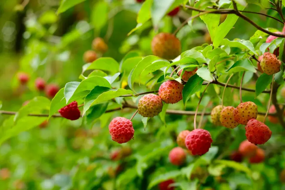 Plody dřínu japonského 
