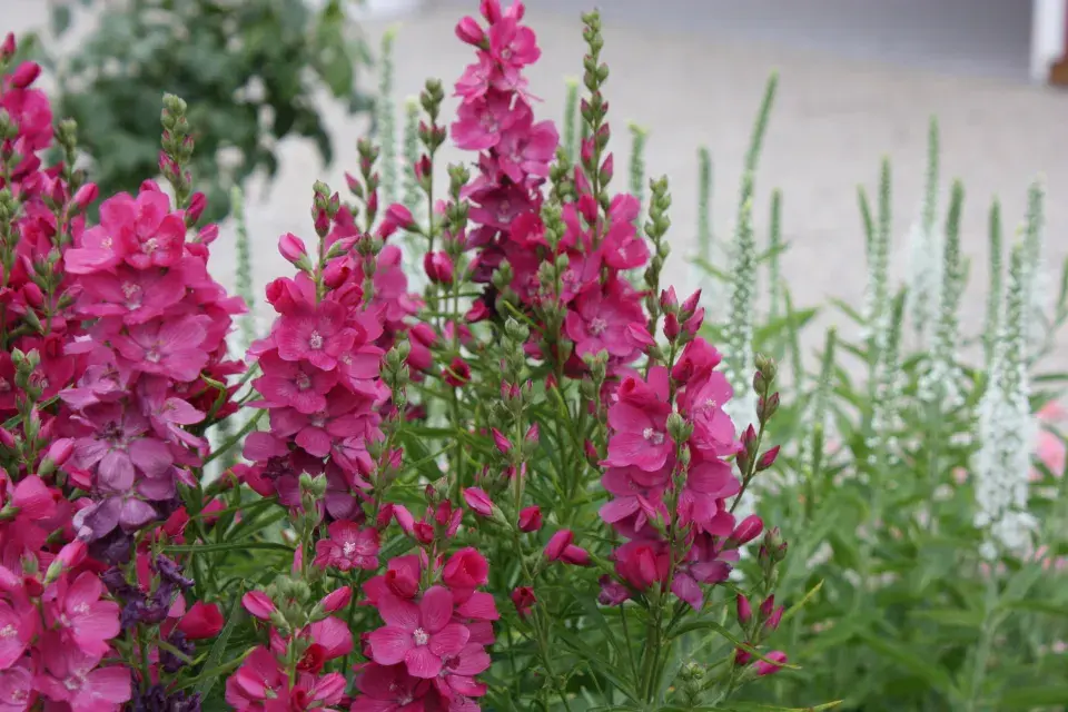 Dračík neboli Penstemon