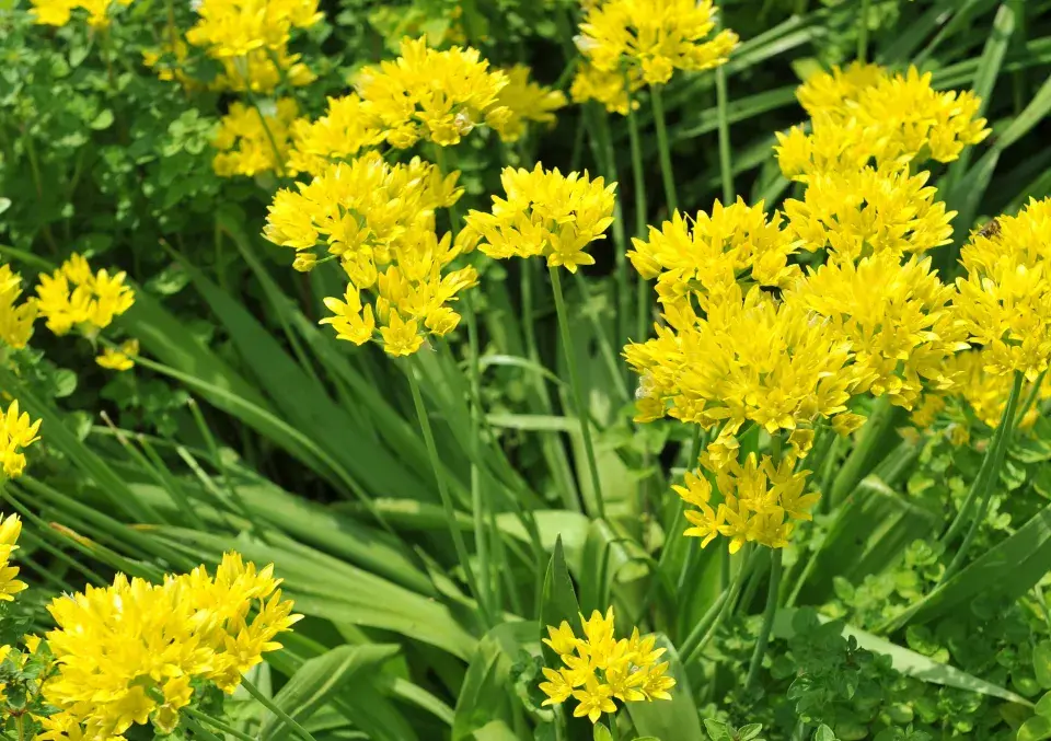 Česnek zlatožlutý (Allium moly)