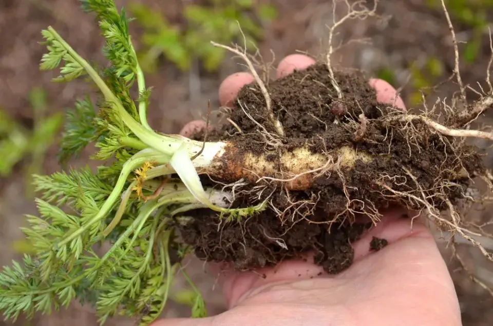 Kmín kořenný (Carum carvi) 