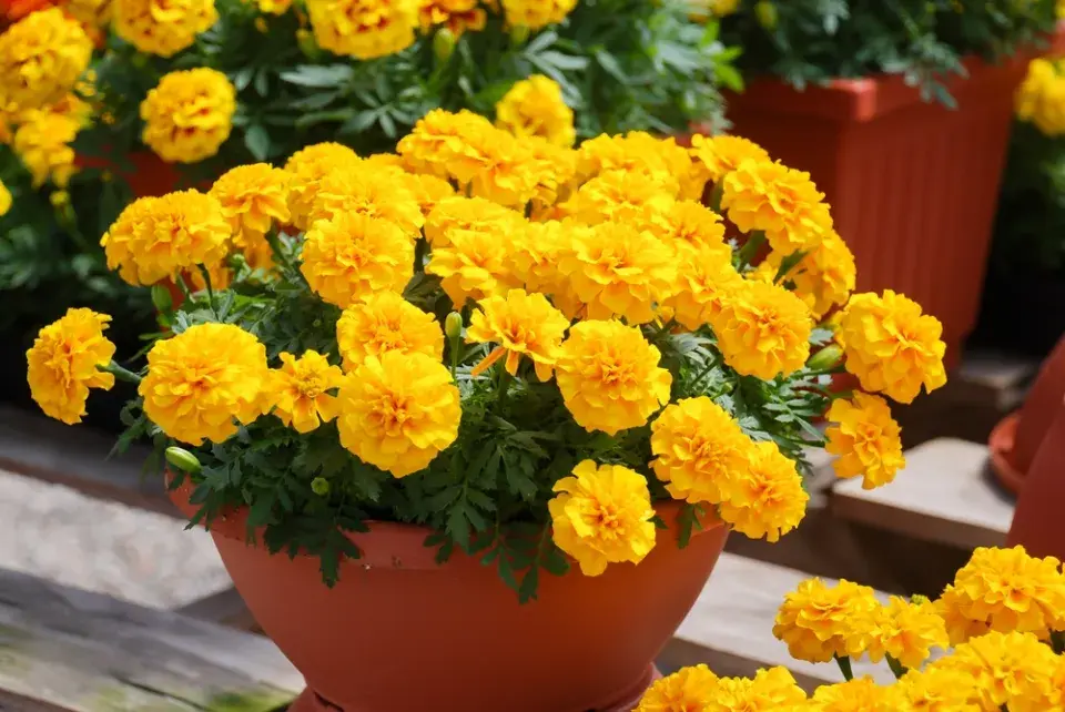 Afrikán neboli aksamitník rozkladitý (Tagetes patula) 