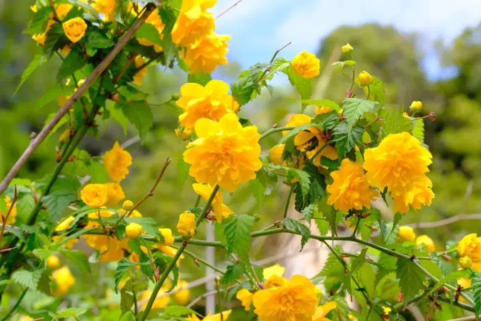 Zákula japonská (Kerria japonica) 