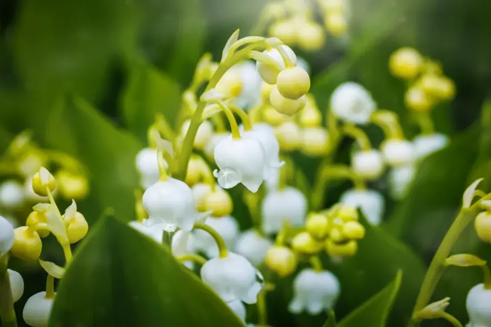 Konvalinka vonná (Convallaria majalis) 