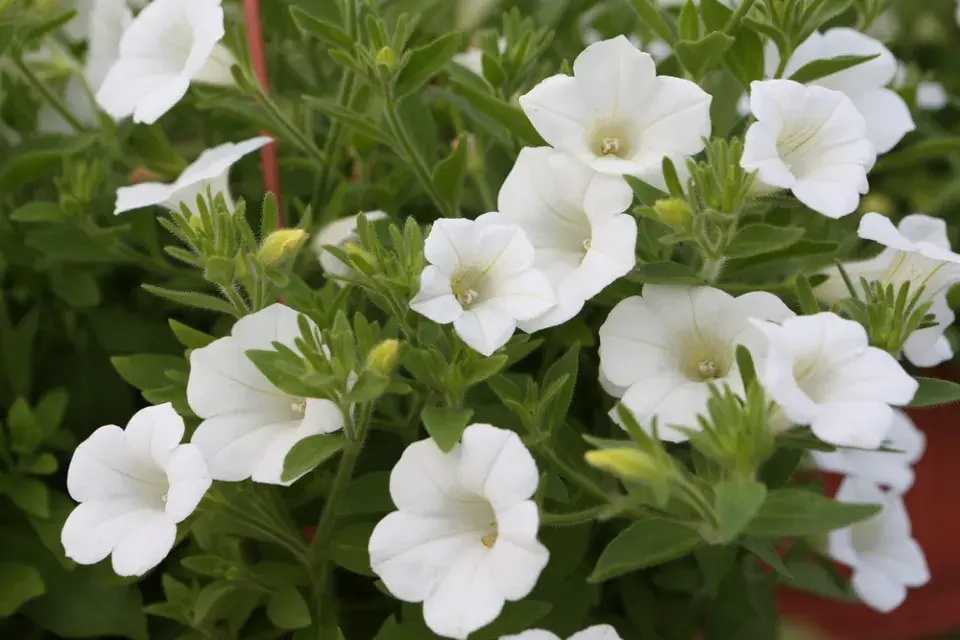 Červenobílé rostliny