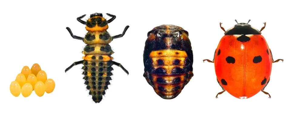 Vývojové stádium berušky