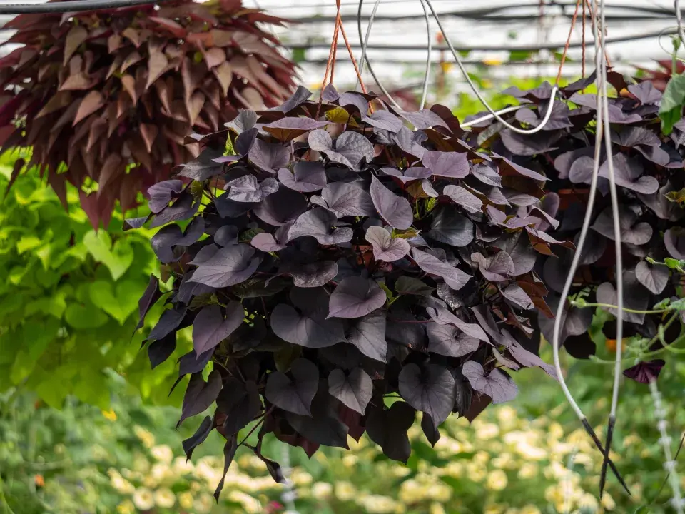 Povíjnice batátová