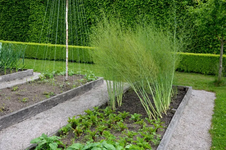 Chřest lékařský (Asparagus officinalis)