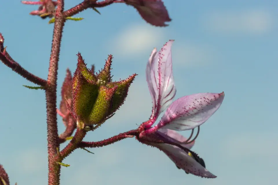Třemdava bílá (Dictamnus albus) 