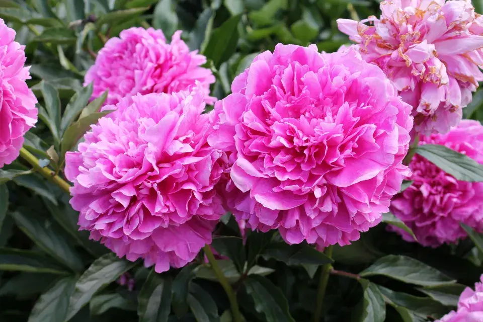 Pivoňka bělokvětá