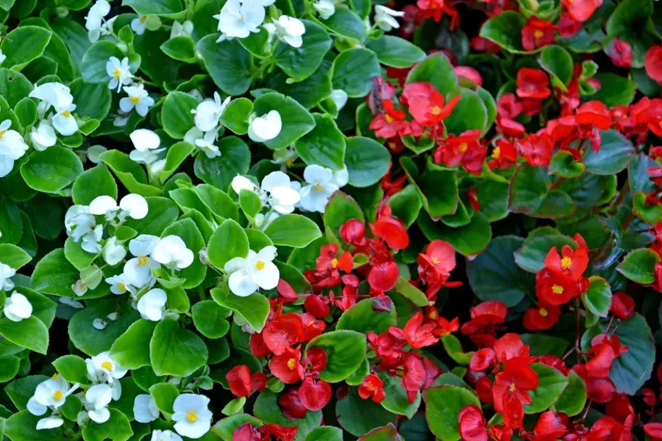 Červenobílé rostliny