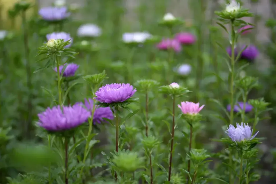 Callistephus chinensis