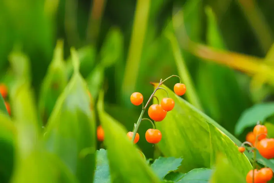 Jedovaté plody konvalinek