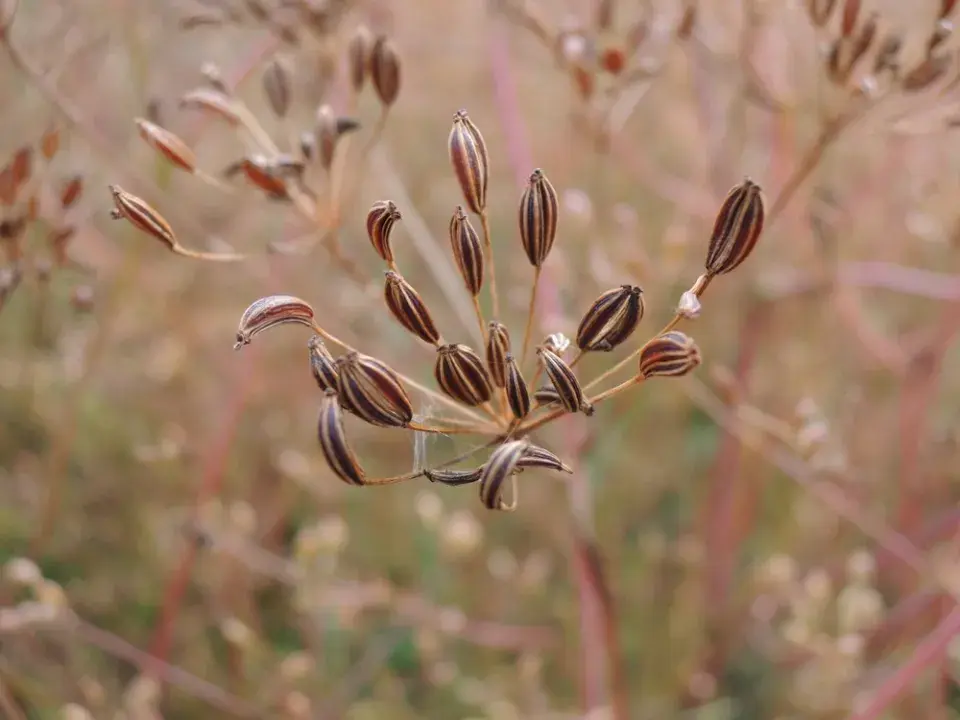 Kmín kořenný (Carum carvi) 