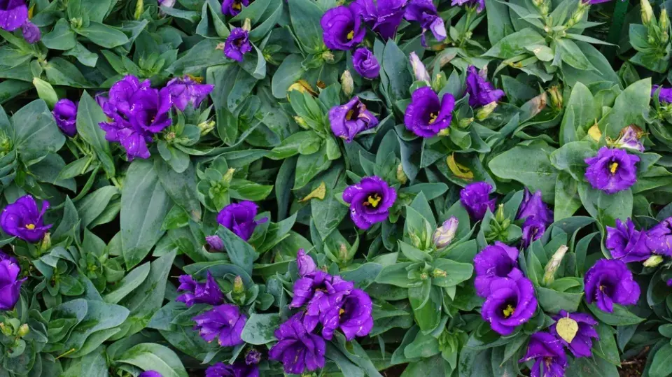 Eustoma (Eustoma grandiflorum)