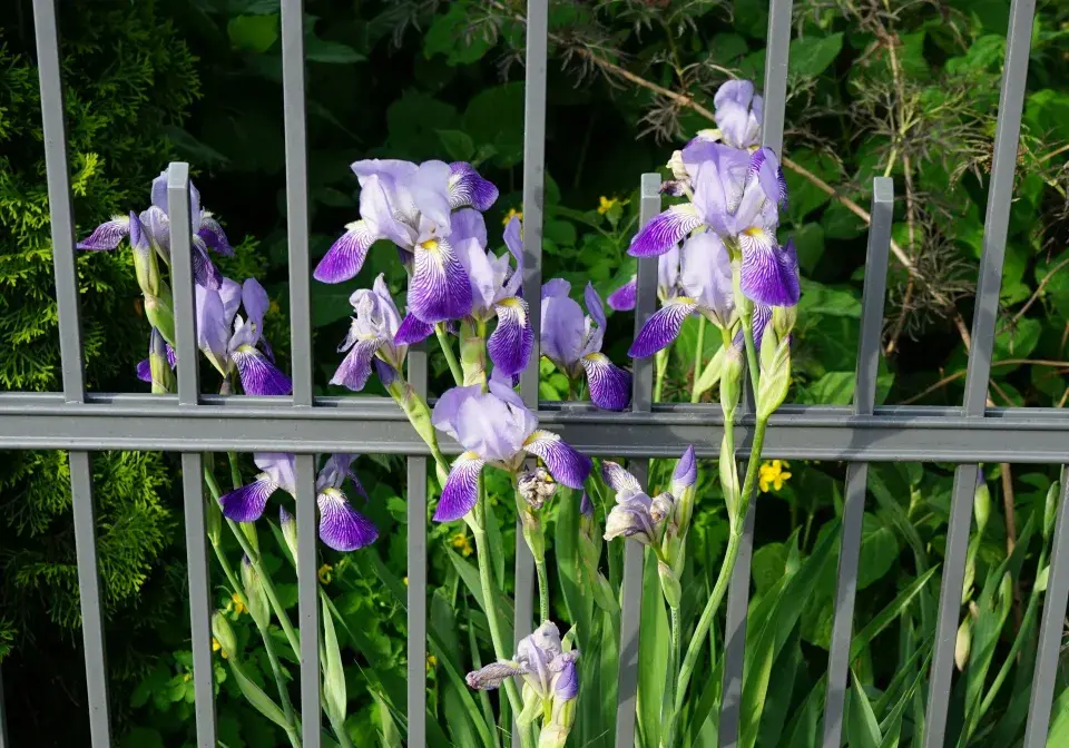 Kosatec německý (Iris x germanica) 