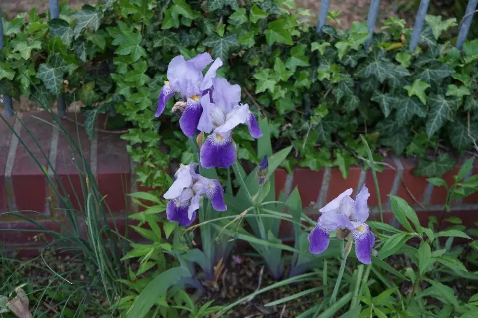 Kosatec německý (Iris x germanica) 