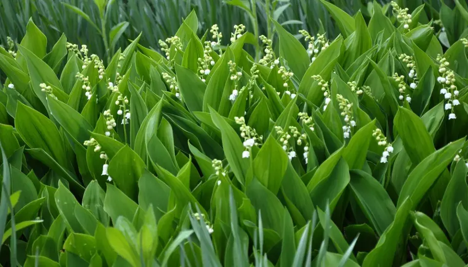 Konvalinka vonná (Convallaria majalis)