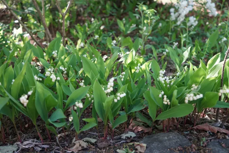 Konvalinka vonná (Convallaria majalis) 