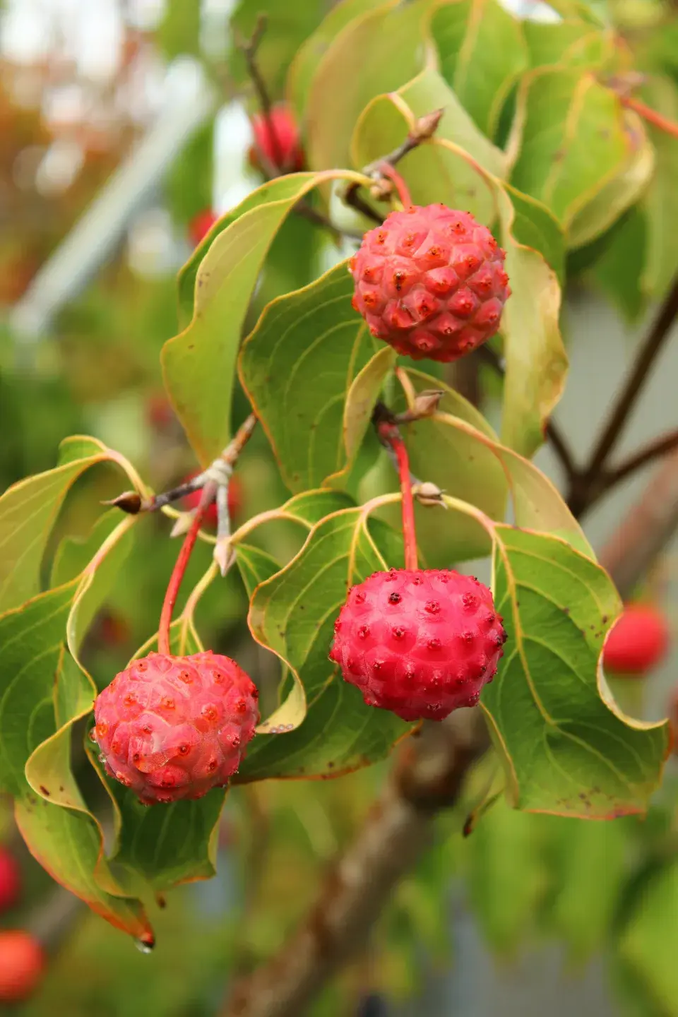 Plody dřínu japonského 