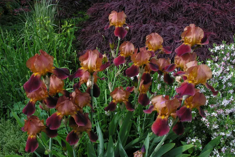 Kosatec německý (Iris x germanica) 