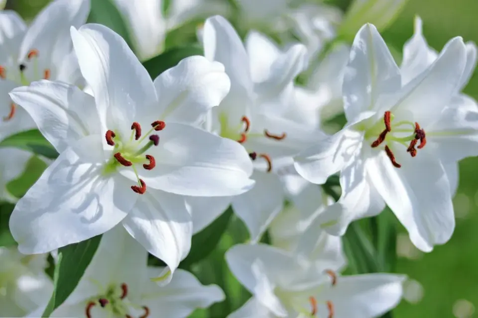 Červenobílé rostliny